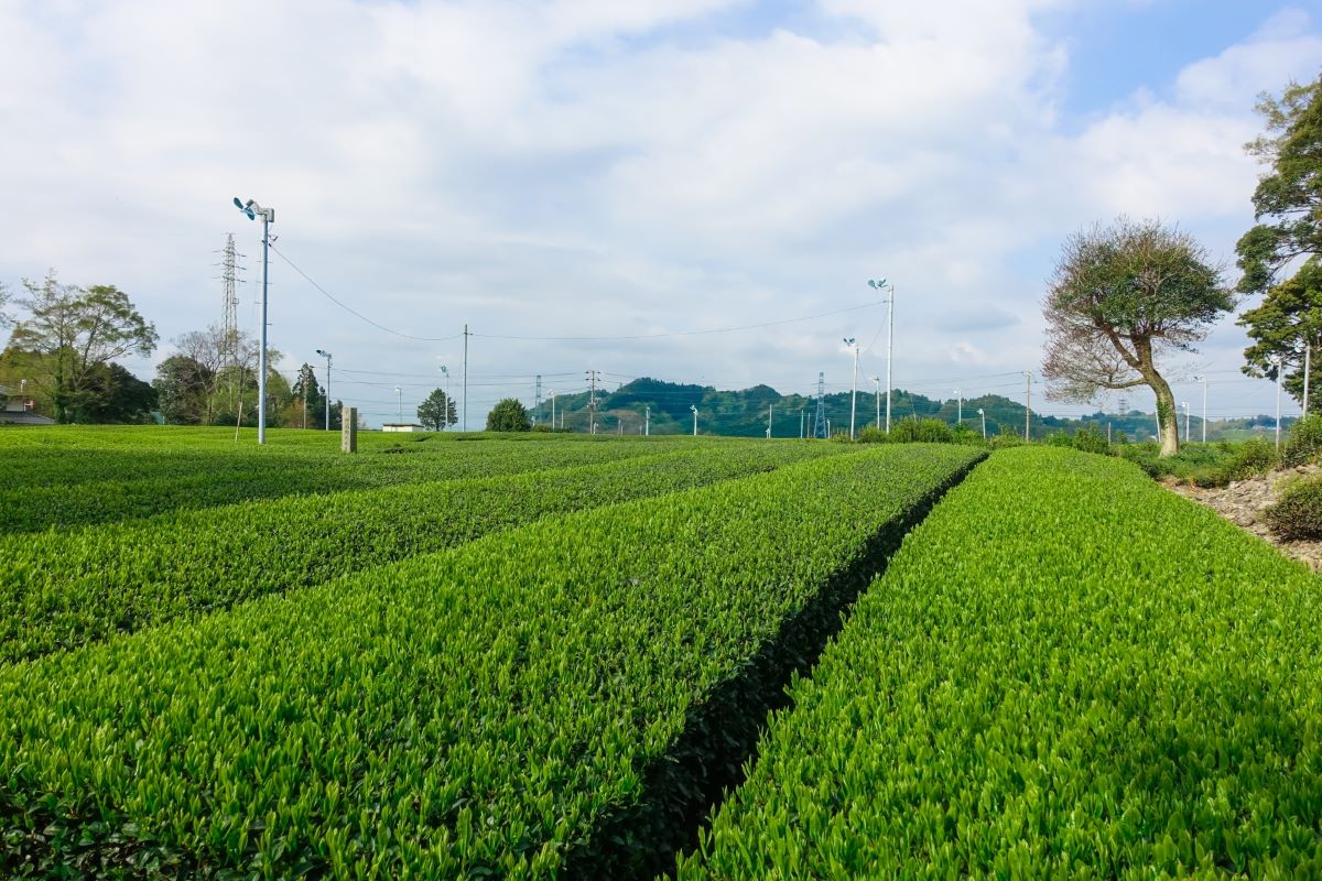 静岡県牧之原市に広がる勝茶の茶葉を育てる緑豊かな茶畑